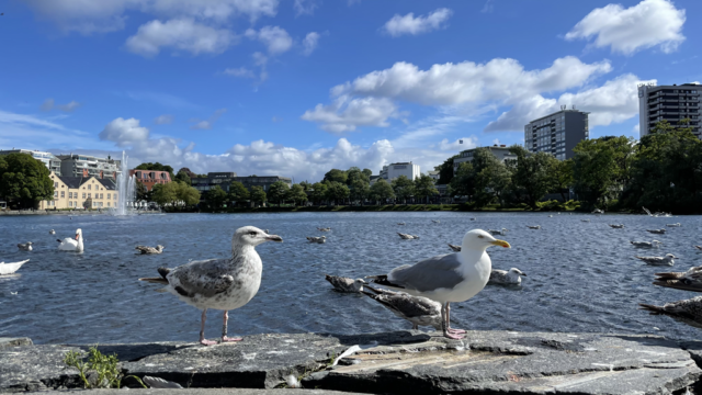 Stavanger