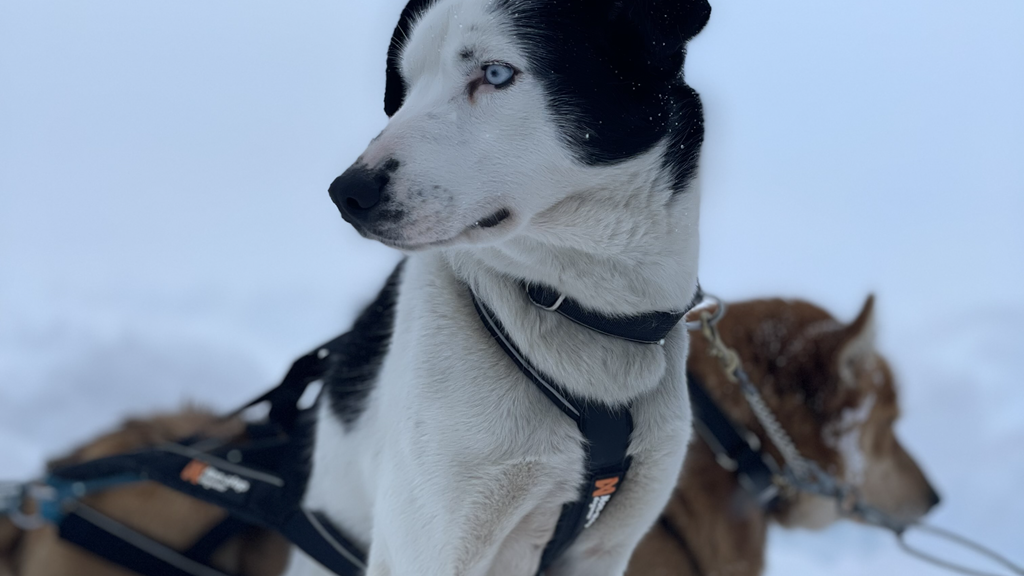 Einer aus dem Hundegespann einer von fünf