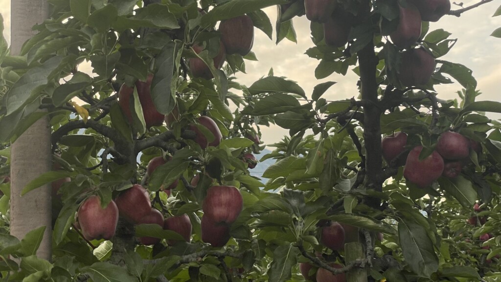 Vinschgauer Früchte Vinschgauer Früchte